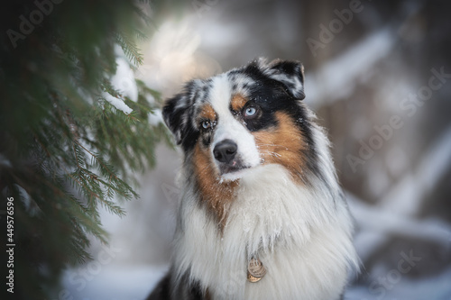 Close-up portrait of a blue marbled Australian Shepherd sitting among fluffy Christmas trees against the backdrop of a winter sunset landscape