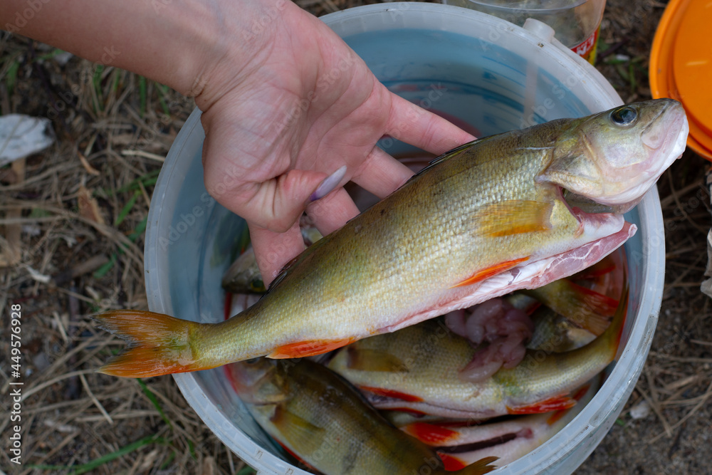 perch in hand.cooking in nature