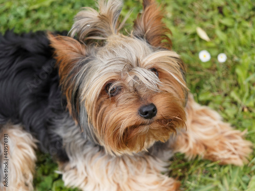 Yorkshire terrier or puppy Yorkie. A contented and quiet dog with a beautiful look lying on the grass