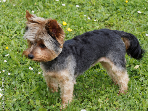 Yorkshire Terrier or puppy Yorkie with a silver-blue  dark  pale cream and tan coat