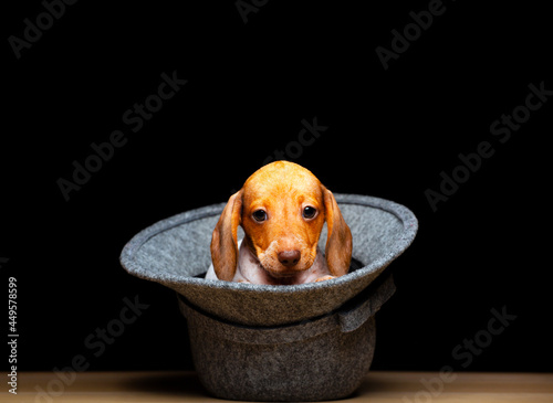 Fotografie image of dog hat dark background