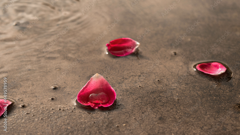 Rain water droplet on rose petal Rain water droplet on rose petal