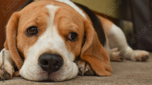 beagle puppy laying © Bollu