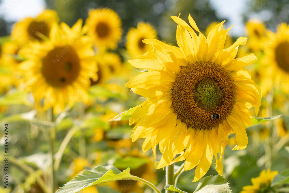 Many sunflowers in a field