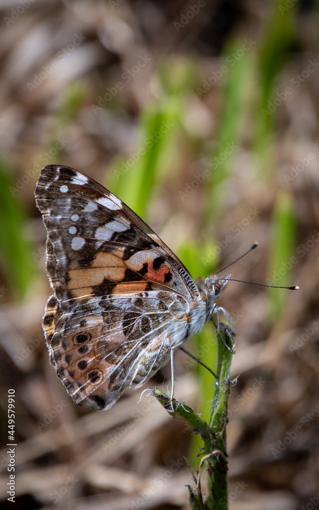 Obraz premium Vanessa cardui