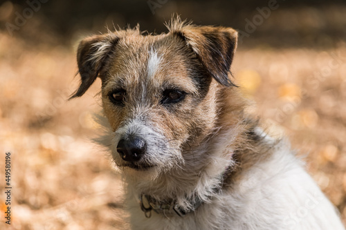 cute dog