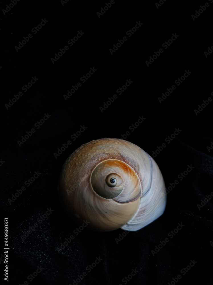 sea shell of snail on a black background sea shell of snail on a black background