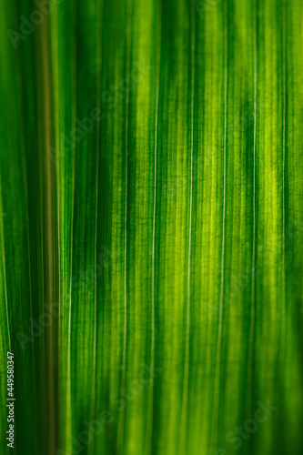 Green corn leaf abstract background with rich natural texture and translucent structure