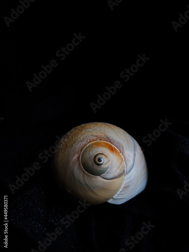 sea shell of snail on a black background