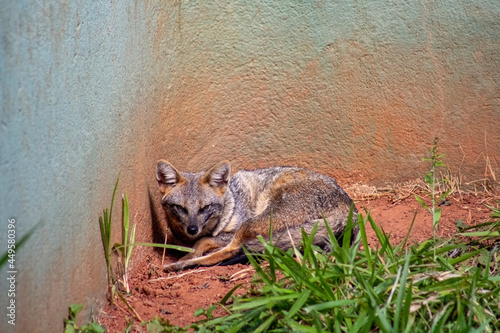 Photography widlife nature animals wild