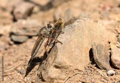 Robber fly hunts a butterfly