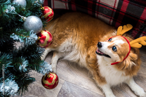 Dog in santa claus reindeer antlers. Concept Christmas