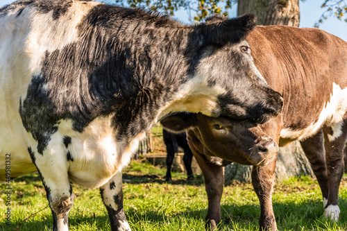 cow life