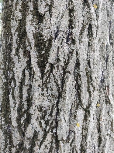 Tree bark