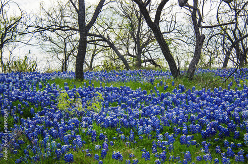 Wallpaper Mural Texas Bluebonnet Torontodigital.ca