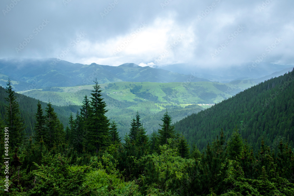 Mountain landscape. Green grass, blue mountains, flowers and needles. Montenegrin ridge in Ukraine in July. Hike in the Carpathian Mountains.