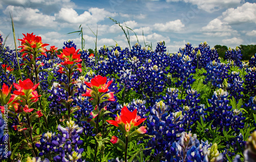 Texas Bluebonnet and Indian Paintbrush photo