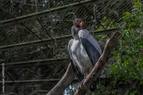 The king vulture (Sarcoramphus papa) is a large bird found in Central and South America. It is a member of the New World vulture family Cathartidae. 