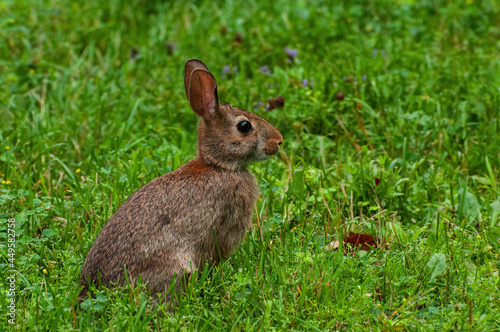 cottontail rabbit in grass © Terry
