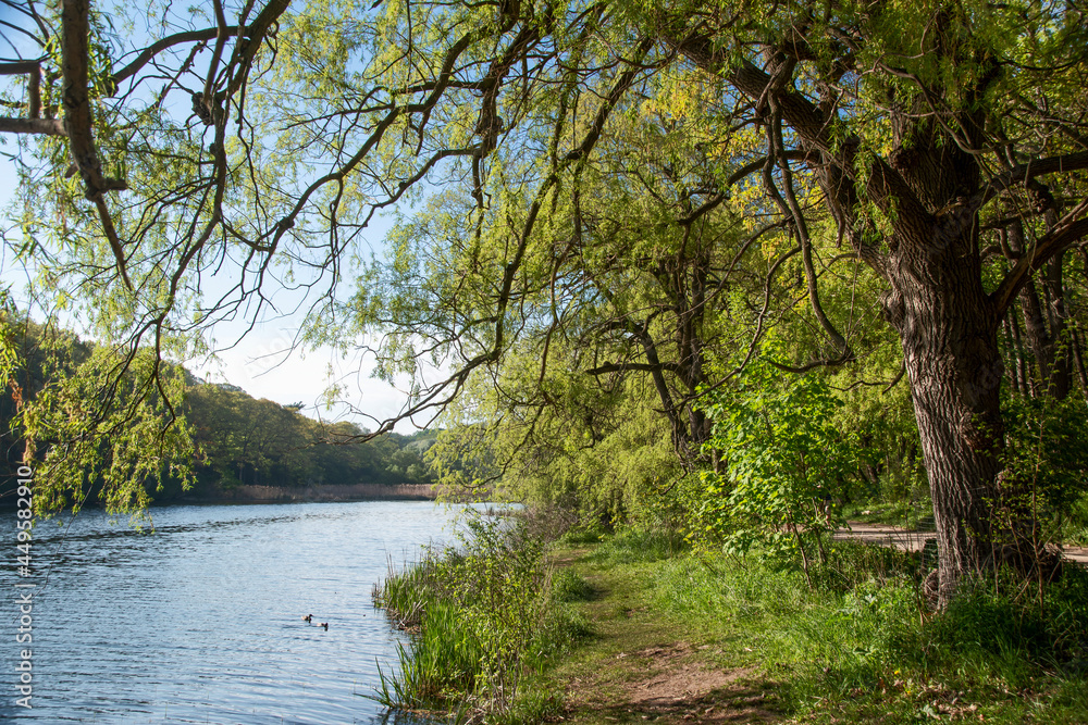 A mature tree hangs its branches over a river in High Park in Toronto, Ontario. A mature tree hangs its branches over a river in High Park in Toronto, Ontario.