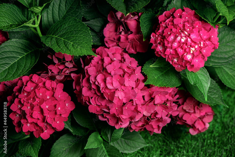 Fresh pink hydrangea or hortensia in bloom. Blossoming hydrangea macrophylla bush in garden. Closeup.