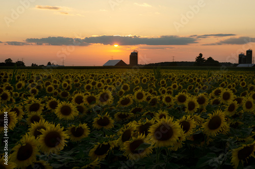Summer sunflowers