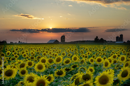 Sunflower sunset