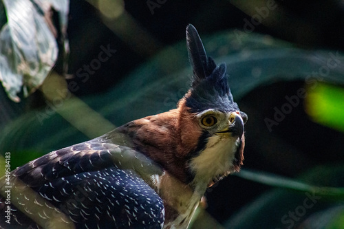 Ornate hawk-eagle, Crested hawk-eagle, Spizaetus ornatus photo