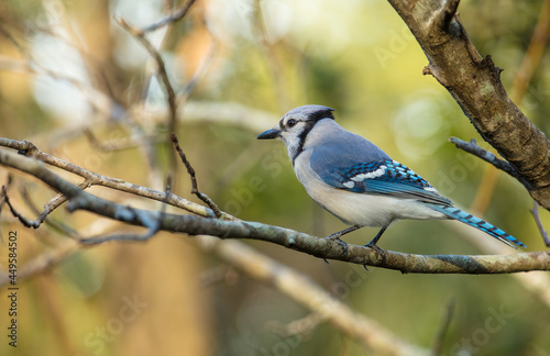 blue jay is perched on a nearby branch on a sunny day at the park