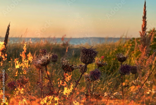 burning open fire on  grass  sunset  wild meadow  field  pink lilac  flowers and green herb   beach and forest  sea on horizon and sun beam down nature landscape photo