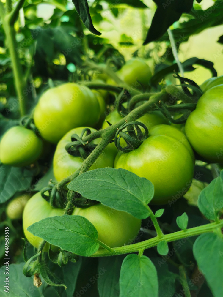 Small tomatoes (lat. Solanum lycopersicum), which are grown in a greenhouse.