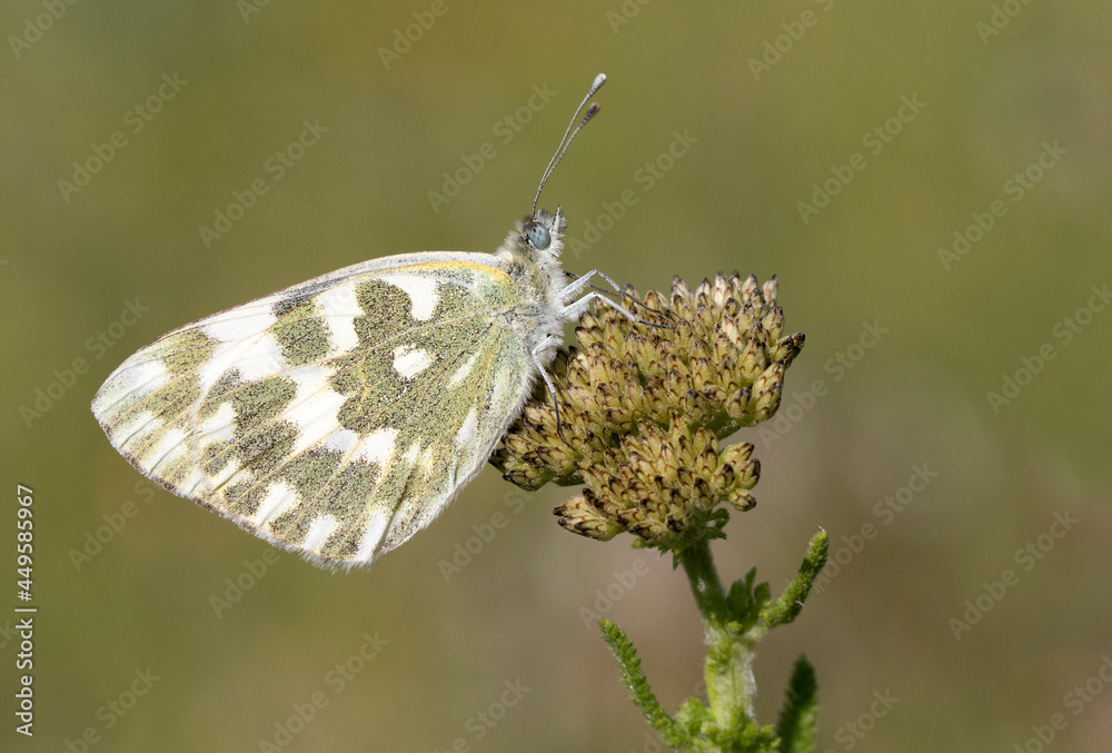 Fototapeta premium Eastern Bath White Butterfly