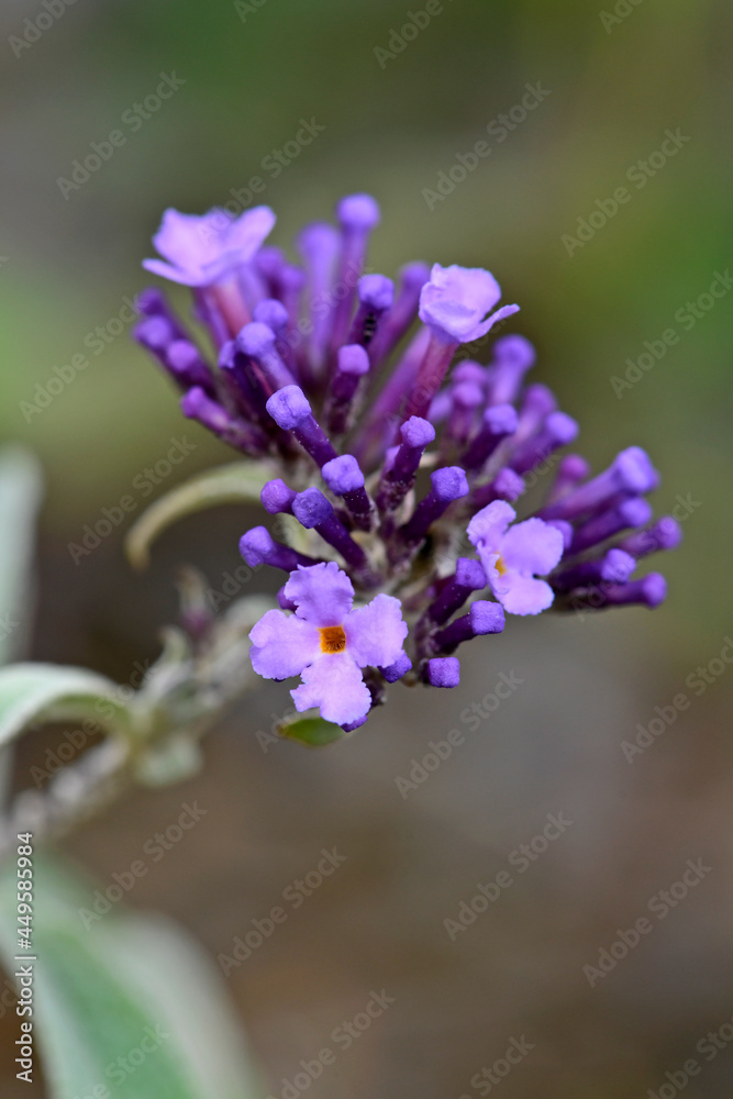 Sommerflieder, Schmetterlingsflieder // Summer lilac, butterfly-bush (Buddleja davidii)