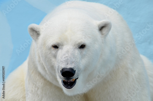 polar bear portrait