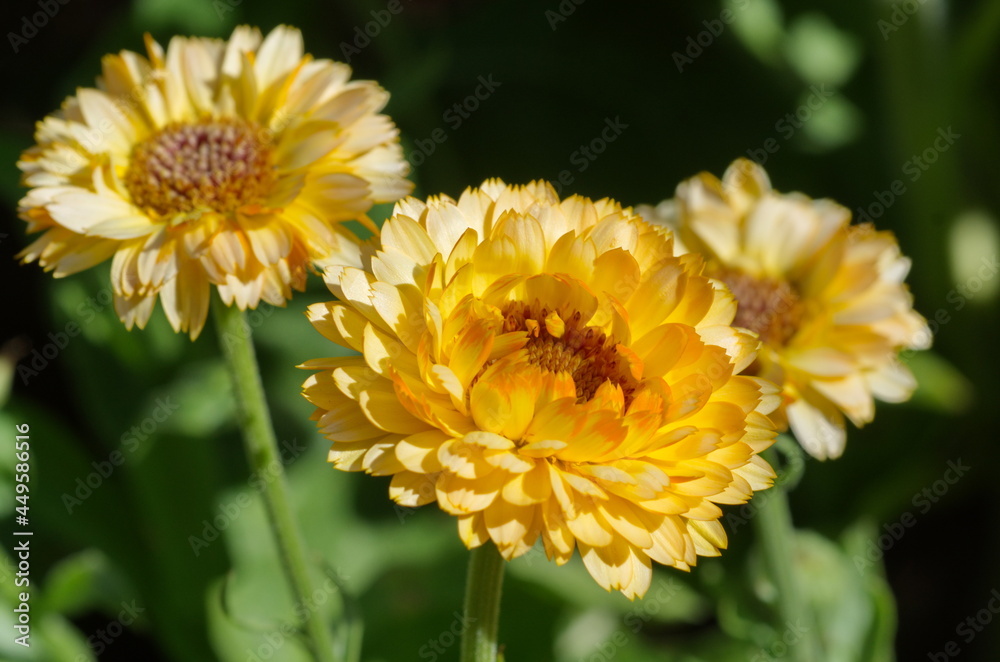 Calendula, or marigolds (Lat. Calendula officinalis) in the summer garden close-up
