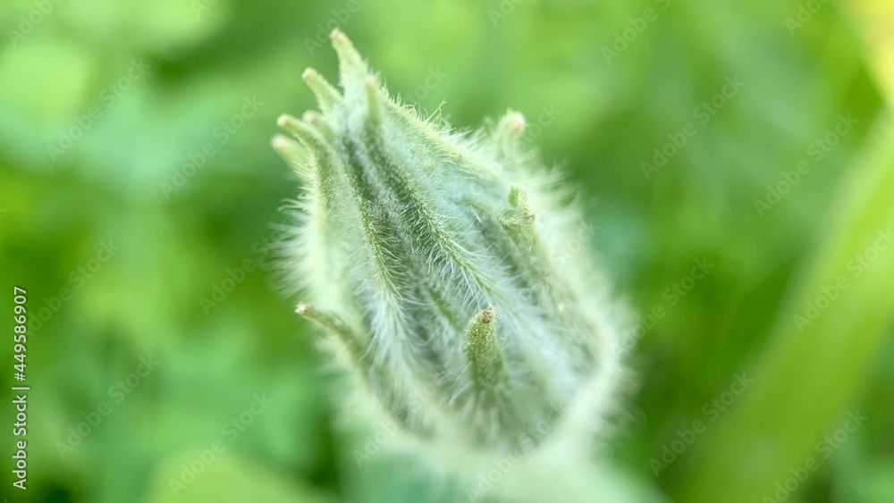 Obraz premium green wheat field