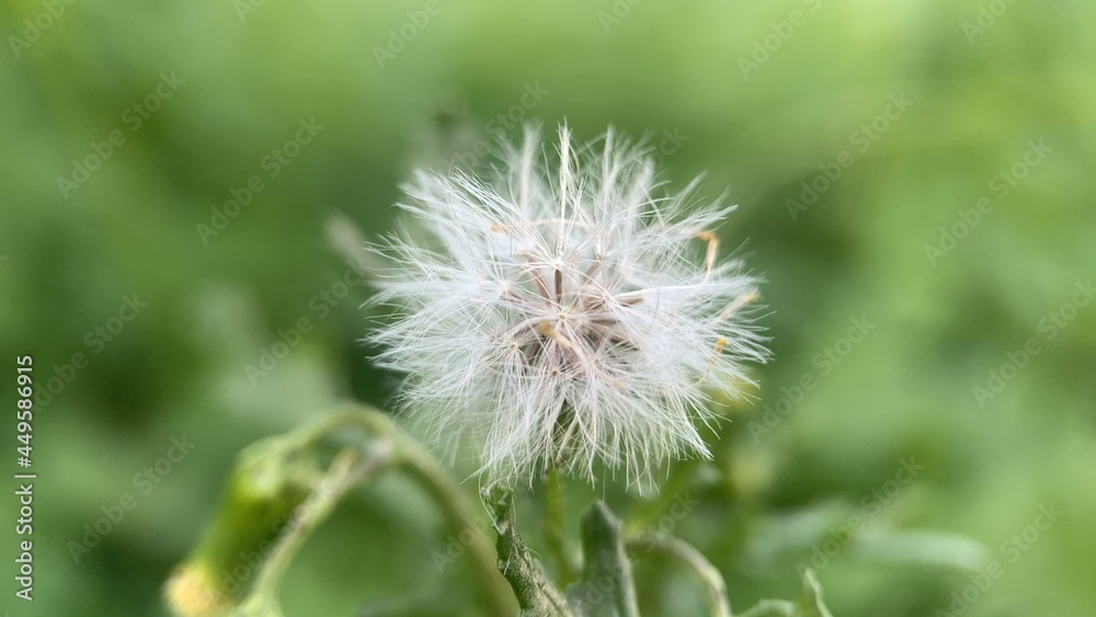 dandelion