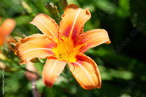 Fototapeta Fleur