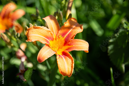 Fototapeta Fleur