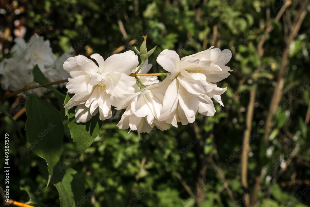 Fototapeta premium Sweet Mock-orange (Philadelphus coronarius) in park