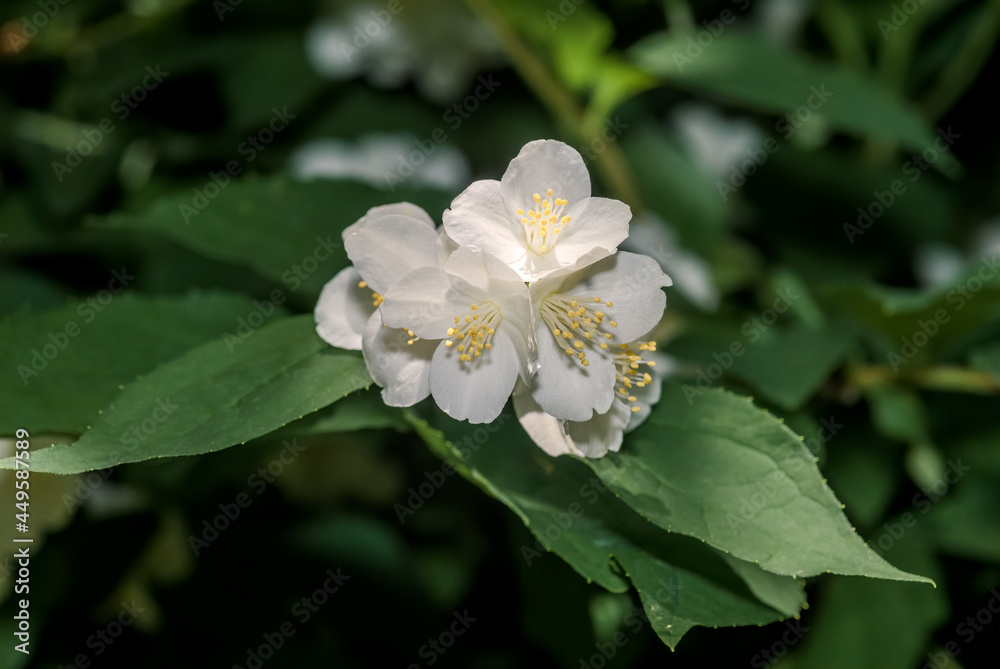 Sweet Mock-orange (Philadelphus coronarius) in park Sweet Mock-orange (Philadelphus coronarius) in park