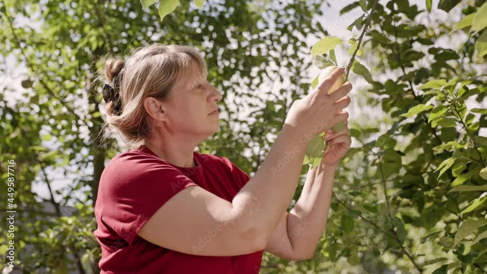 Female in red t shirt picking apples from tree isummer garden Female in red t shirt picking apples from tree isummer garden