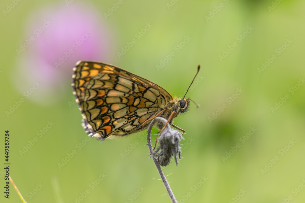 Heath fritillary (Melitaea athalia)