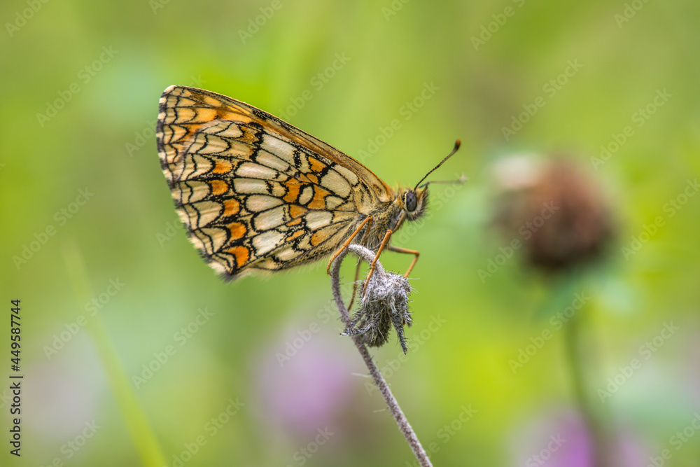 Heath fritillary (Melitaea athalia)