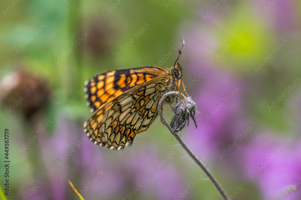 Heath fritillary (Melitaea athalia)