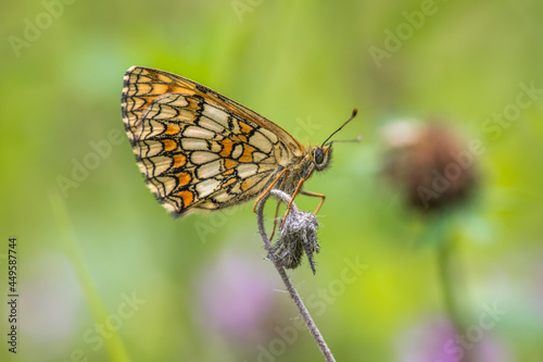 Heath fritillary (Melitaea athalia) © Rosemarie Kappler