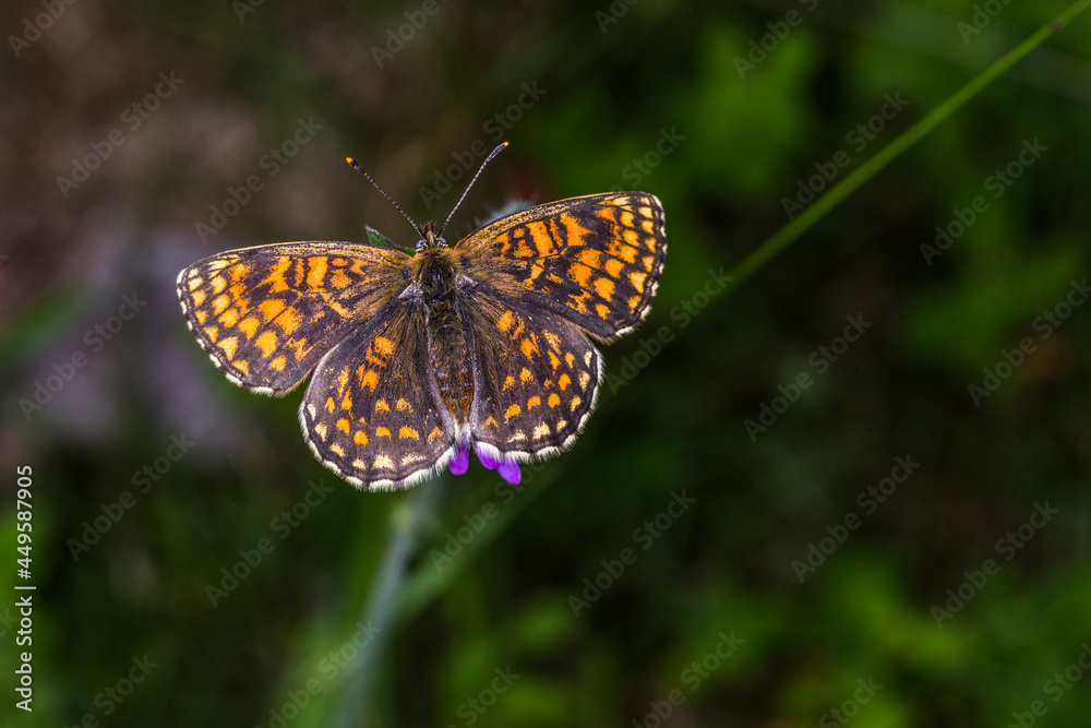 Obraz premium Heath fritillary (Melitaea athalia)