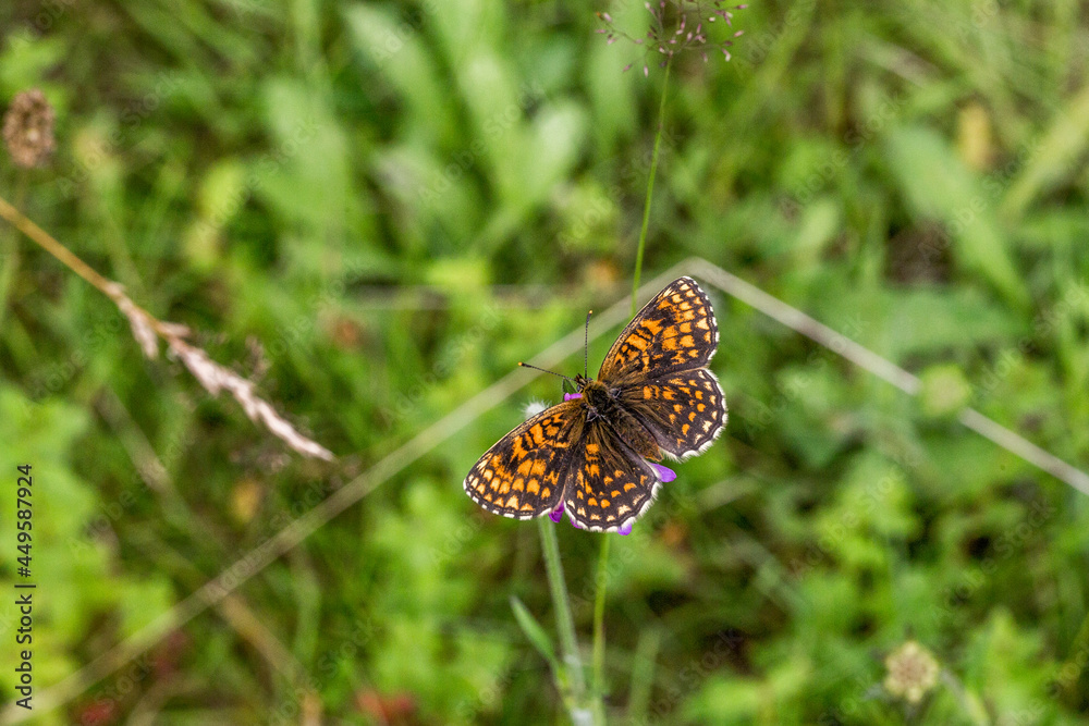 Heath fritillary (Melitaea athalia)