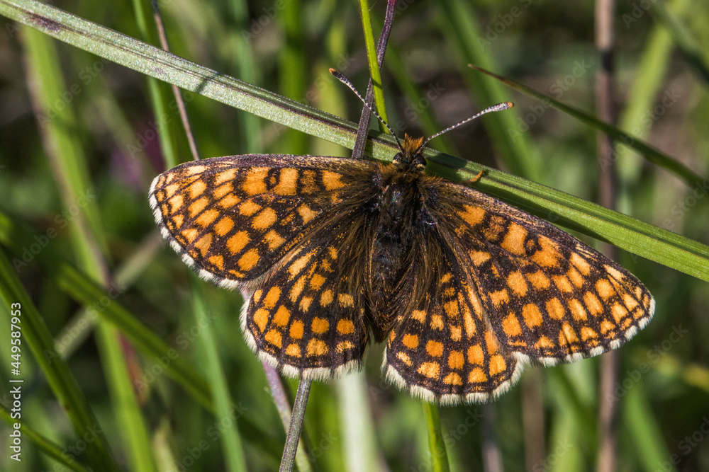 Heath fritillary (Melitaea athalia)