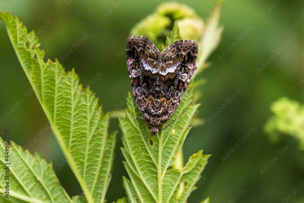 Marbled white spot(Protodeltote pygarga)
